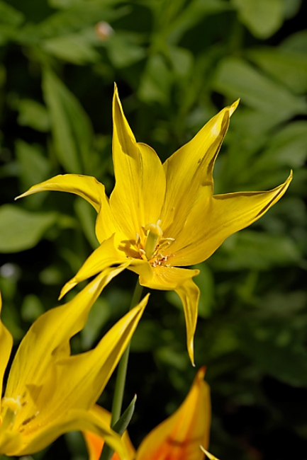 Jardin des Impressionnistes-055